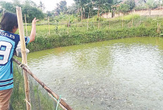 Sukses Kembangkan Budidaya Ikan