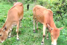 Bongkar Pencurian Sapi, Dua Warga di Lahat Diamankan