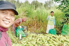 Musim Kemarau, Panen 2 Ton Jagung Manis 