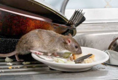 5 Cara Alami Usir Tikus di Rumah