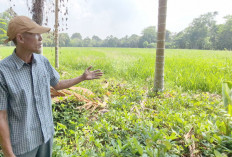 Kemarau Selalu Jadi Ujian Berat Bagi Petani Karang Negara, OKU Timur