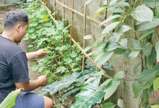 Warga Lahat Manfaatkan Pekarangan Rumah untuk Swasembada Pangan Keluarga