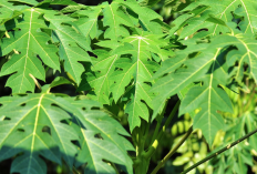 Ini Dia 9 Cara Atasi Hama Tanpa Pestisida 