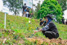 Pulihkan Hutan Bekas Tambang: Aksi Nyata Kelompok Tani Selamatkan Lingkungan Bersama BRI Menanam-Grow & Green