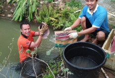 Berawal dari 3 Kolam, Kini Berkembang Jadi 9 Kolam, Manfaatkan Halaman Jadi Kolam