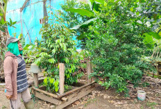 Sulap Pekarangan Jadi Sumber Pangan