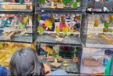 Sejarah Pasar Burung 16 Ilir: Berawal dari Tempat Kumpul Pecinta Hewan hingga Jadi Pusat Perdagangan