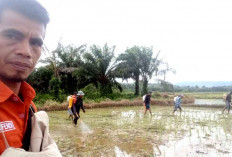 Dorong Pemanfaatan Lahan, Gerdal Keong Sawah, Perluasan GSMP di Desa Bukit Langkap Muratara