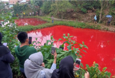 Warga Kota Pagar Alam Heboh, Air 4 Kolam Ikan Warga Berubah Merah Darah Usai Hujan