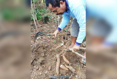 Prayit Sulap Pekarangan Jadi Kebun Ubi, Jadi Inspirasi Gerakan Sumsel Mandiri Pangan