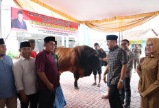 Heboh! Sapi Kurban Presiden Prabowo Hampir 1 Ton Gegerkan Warga Martapura