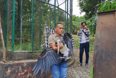 Belum Kantongi Izin, BKSDA Sumsel Evakuasi Enam Satwa Dilindungi dari Agrowisata Kebun Kito