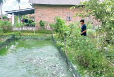 Tambah Pemasukan, Lakukan Pengembangan