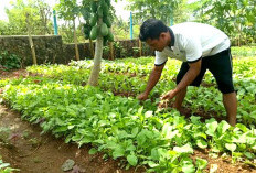 Sulap Pekarangan Jadi Kebun Mini, Petani Belitang Raup hingga Rp500 Ribu per Bulan