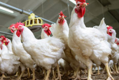 Ini Bahayanya Mengonsumsi Ayam Potong, Emak-Emak Wajib Tahu