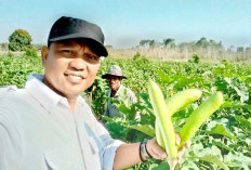 Dongkrak Hasil Panen Terong Hijau 