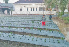 Lahan Sempit Jadi Kebun Cabai dan Bawang, Terapkan Sistem Tumpang Sari