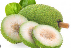5 Manfaat Buah Sukun, Bukan Sekadar Pengganti Nasi yang Mengenyangkan