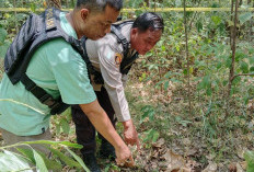 Eskalasi Konflik Antara Warga dan Gajah Liar Meningkat di Musi Rawas