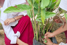 Bikin Apotek Hidup di Halaman Sekolah