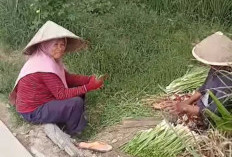 Serai Tingkatkan Ekonomi Keluarga, Tanam Empat Bulan Langsung Dipanen