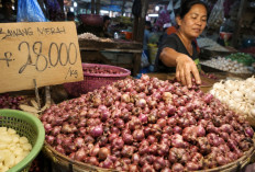 Kabar Baik untuk Emak-Emak, Harga Bawang Turun dalam Beberapa Hari Terakhir