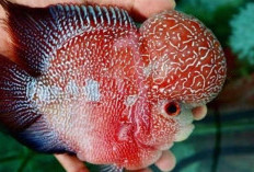 Waspada! Inilah 5 Penyakit Tersembunyi di Balik Kecantikan Ikan Louhan, Apa Saja Gejalanya?