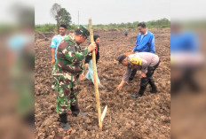 Sinergi Olah Lahan Tanam Jagung Pipih  Wujudkan Ketahanan Pangan di Desa Simpang Pelabuhan Dalam