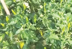  Siap Dijual, Harapkan Dapat Keuntungan