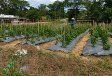 Pekarangan Sumber Penghasilan Tambahan, Bertani Cabai Menjanjikan