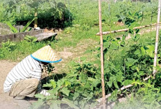 Kembangkan Sektor Pertanian Produktif, Manfaatkan Lahan SAE