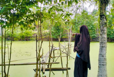 Warga Serigeni Manfaatkan Kolam Ikan di Pekarangan Rumah untuk Budidaya Gurami dan Nila