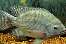 Dalam Membudidayakan Ikan Nila, Ini yang Harus Dilakukan Jika Ikan Stres