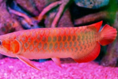 Panduan Praktis: 4 Tips Merawat Ikan Arwana Super Red untuk Pemula agar Tetap Sehat dan Cantik!