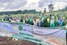 UMP Panen Perdana Jagung, Dorong Inovasi Pertanian Berbasis Kampus 