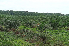 Kelola Kebun Sawit Seluas 30 Hektare, Jadi Pendapatan Asli Desa