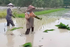  Hasil Panen Lebih Banyak, Tanam Padi Jajar Legowo 