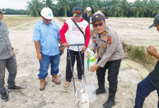 Tanam Jagung Kuartal Kedua, Polsek Lempuing Jaya dan Prime Agro Over Target