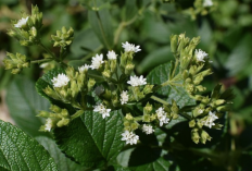 Mengenal Tanaman Stevia, Pemanis Alami yang Menyehatkan