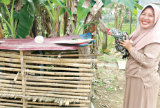  Tambah Penghasilan, Tingkatkan Gizi Keluarga, Kembangkan Ayam Kampung