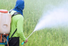 Ini Tips Mengaplikasikan Pestisida dengan Benar, Petani Wajib Tahu