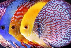 Mengenal Lebih Dekat 6 Jenis Ikan Discus yang Menakjubkan, Mana Favoritmu?