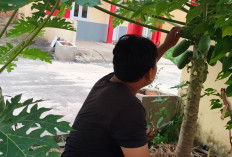 Manfaatkan Pekarangan,  Tanam Pepaya California