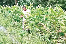 Harga Bagus Jadi Daya Tarik