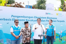 Ubah Lahan Kritis Jadi Hijau dan Produktif, PLN Kembangkan Ekosistem Biomassa Berbasis Pertanian Terpadu