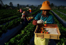 Indeks Bisnis UMKM BRI: Kinerja Terus Tumbuh dan Tetap Optimis