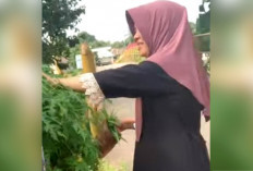 Daun Pepaya Jepang, Sayuran Sehat Favorit Warga Kayuagung