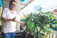  Hasilkan Buah Segar, Siap Dikonsumsi, Gunakan Planterbag Tanam Tanaman