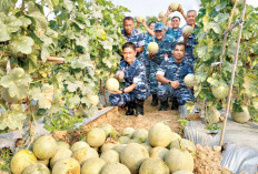 Optimalkan Lahan Tidur, Perkuat Ketahanan Pangan, Lanud SMH Lakukan Panen Melon