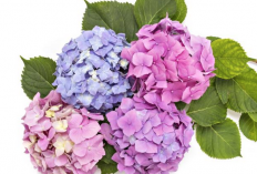 Bunga Hydrangea Bisa Atasi Radang Sendi, Yuk Baca Penjelasannya